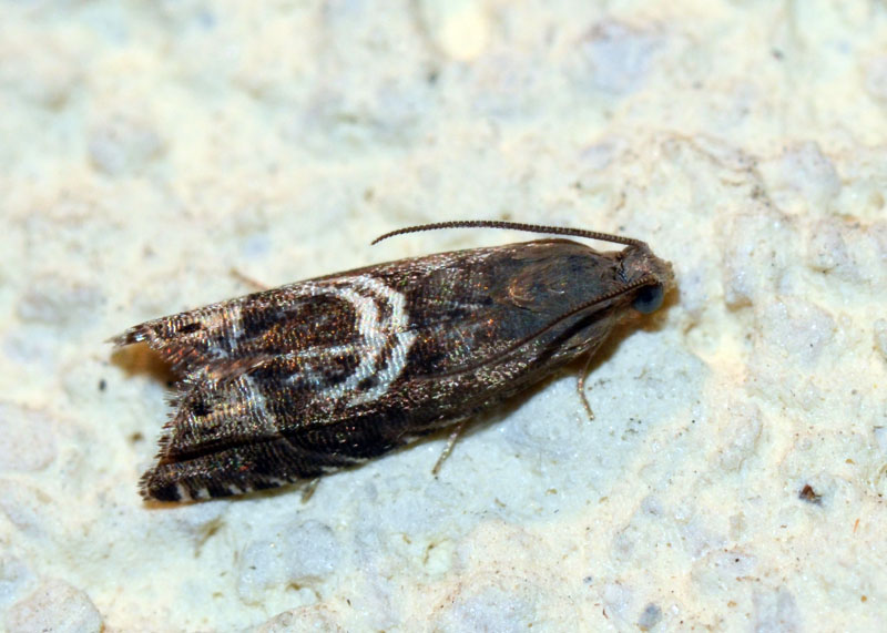 Tortricidae da determinare